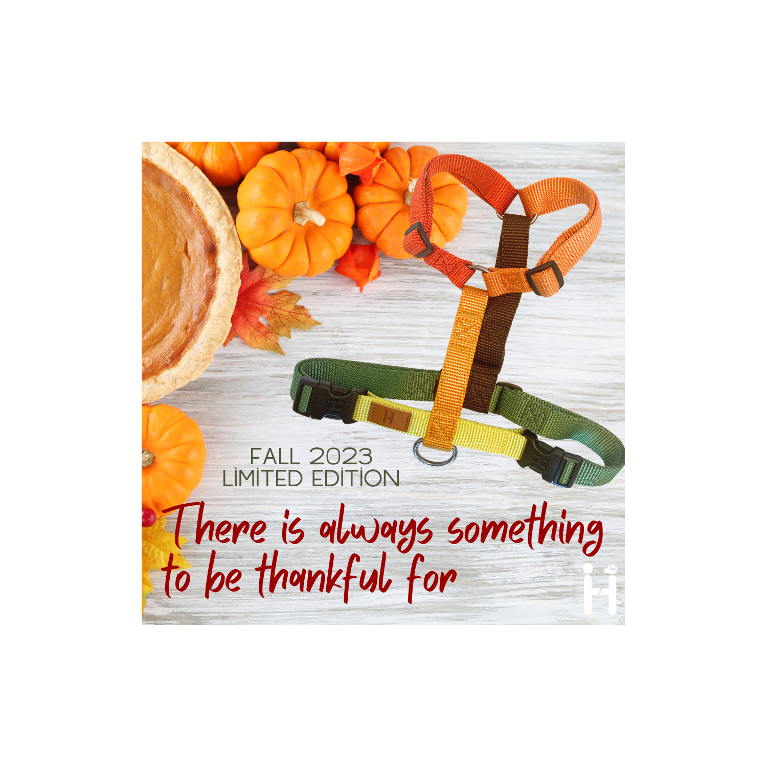 Harness Fall limited edition 2023