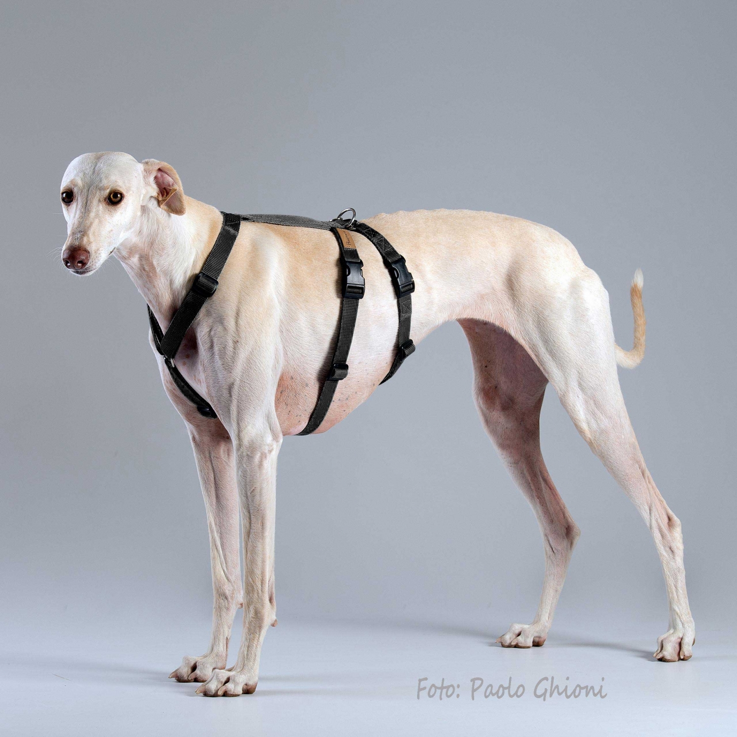 Harnesses Double H Black