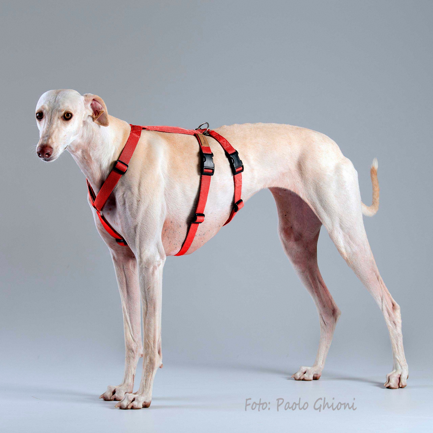 Harnesses Double H Rosso