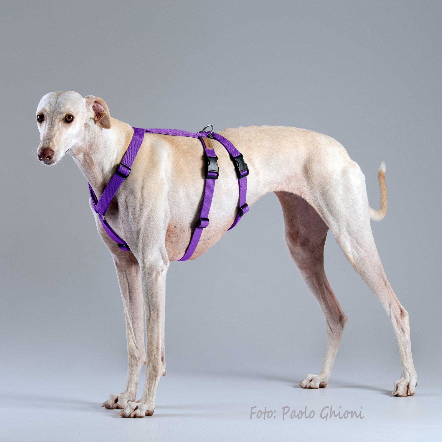 Harnesses Double H Violet