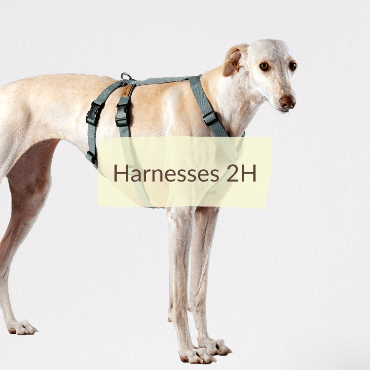 Harnesses 2H